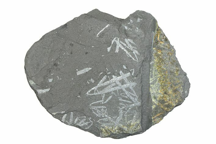 Fossil Graptolite (Didymograptus) Cluster - Wales #284958
